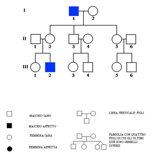 Lo studio dell'albero genealogico